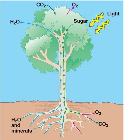 东华大学:受植物蒸腾作用启发研究出吸湿凉爽功能性纺织品