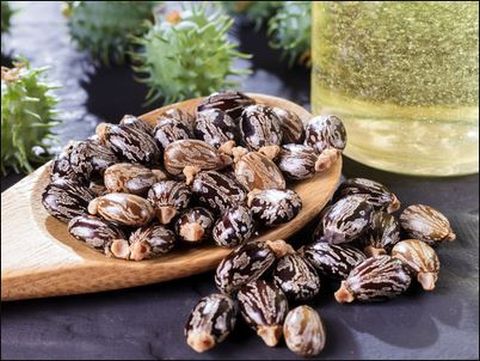 Arkema_castor seed.JPG