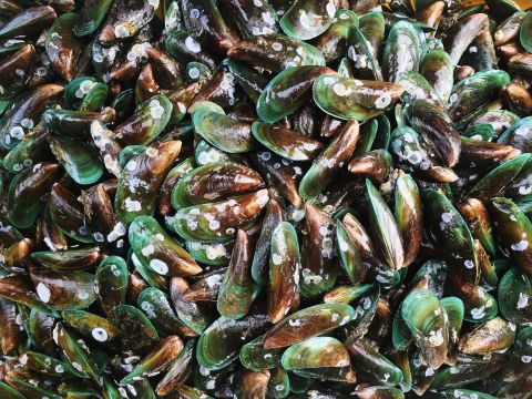 Seashell waste_480.jpg