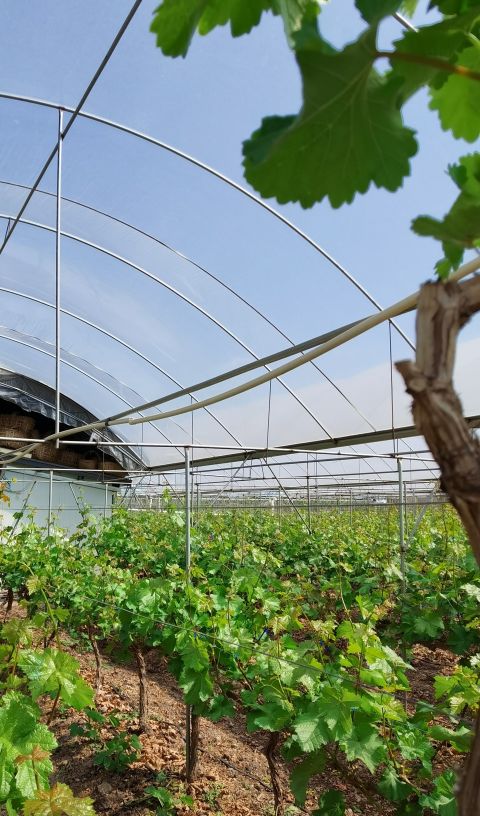 BASF_CHINAPLAS 2026_agricultural film.jpg