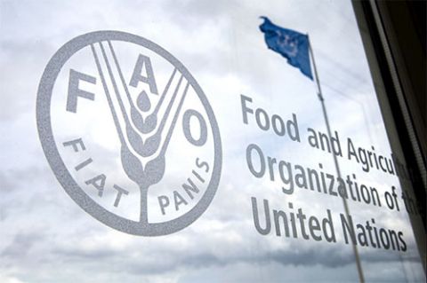 FAO_480.jpg